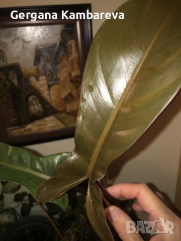 Резник philodendron Florida Bronze , снимка 2 - Стайни растения - 56274216