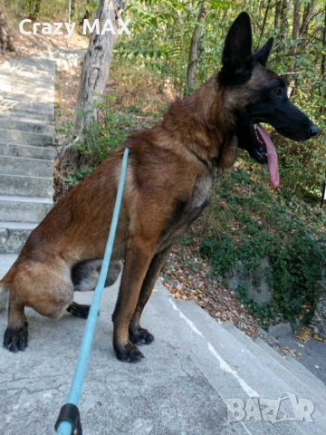 Белгийска овчарка обучена, снимка 9 - Белгийска овчарка - 53162633