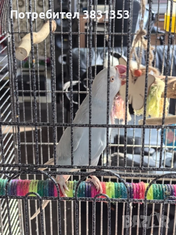 Малък Александър с голяма клетка , снимка 4 - Папагали - 53663642