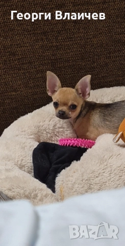 Мини чихуахуа женско, снимка 1