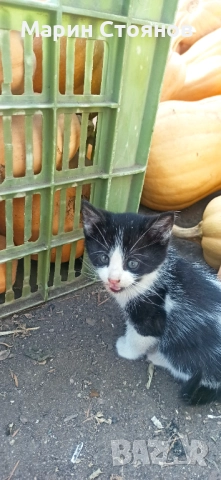 Котенца за грижовни стопани, снимка 4 - Други - 52582953