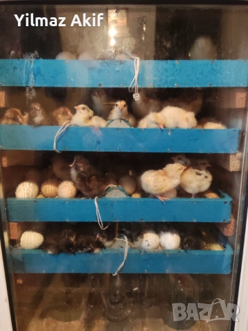 Пилета Легхорн черен и кръстоски, снимка 5 - Кокошки и пуйки - 53682469