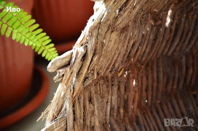 Стара, голяма тръвна за декорация, снимка 14 - Градински мебели, декорация  - 53815443