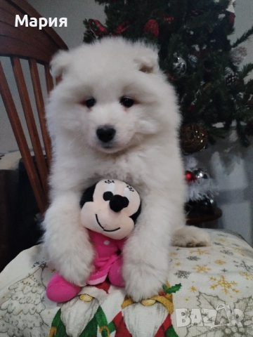 Прекрасно женско самоедче, снимка 8 - Самоед - 52508611