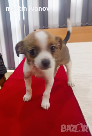 Чихуахуа, снимка 2 - Чихуахуа - 52597156