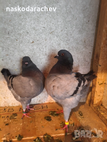 Гълъби порода Америка Кинг, Кингове, снимка 11 - Гълъби - 52411130