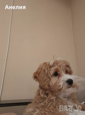 Малтипу момченце