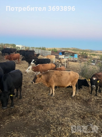 Продавам стадо месодайни крави , снимка 9 - Крави - 52436918