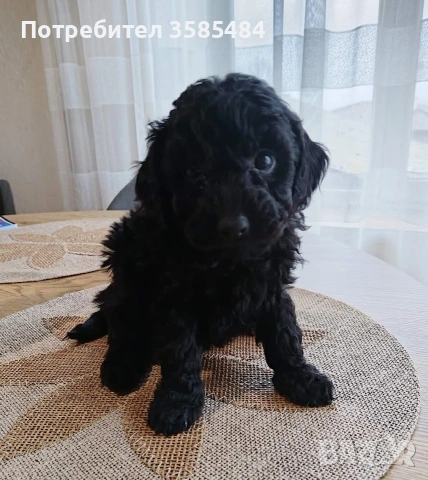 Mini poodle/Мини пудел , снимка 2 - Пудели - 53463482
