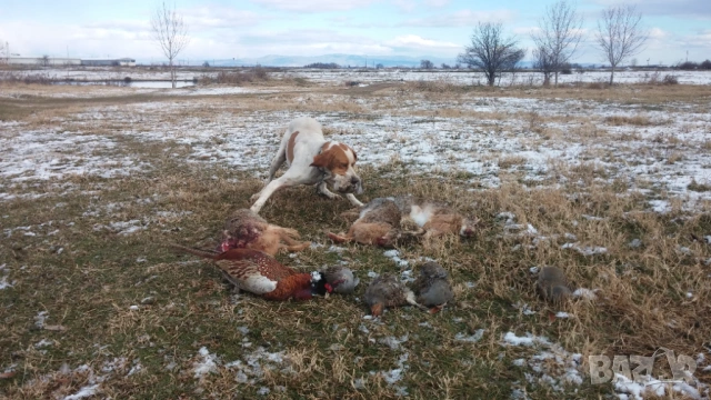 Пойнтер обучен за лов , снимка 2 - Пойнтер - 53248875