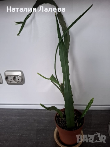 Епифилумът , Epiphyllum, снимка 3 - Стайни растения - 52328482