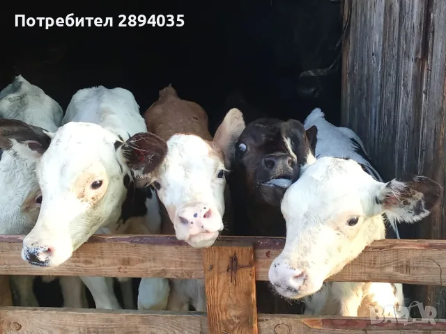 бозайници 6 бройки , снимка 2 - Крави - 55800680
