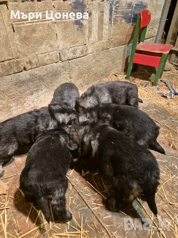 бебета кавказка овчарка 