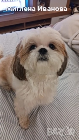 Ши тцу, снимка 9 - Ши Тцу - 52447041