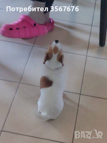 Чихуахуа мини момиче, снимка 6 - Чихуахуа - 53341758