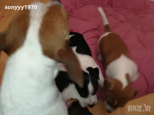 ДЖАК РЪСЕЛ БЕБЕНЦА-СЛАДКИ КУТРЕТА 0702251642, снимка 10 - Джак ръсел териер - 49009485