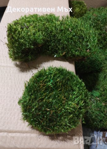 Косовиден скандинавски естествен мъх - Hair Moss, снимка 4 - Декорация за дома - 39358385