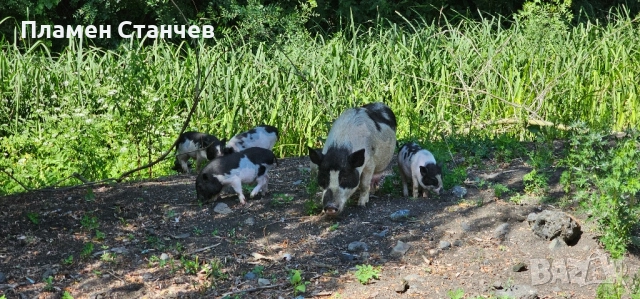 виетнамски прасета прасенца, снимка 2 - Плюшени играчки - 51588207