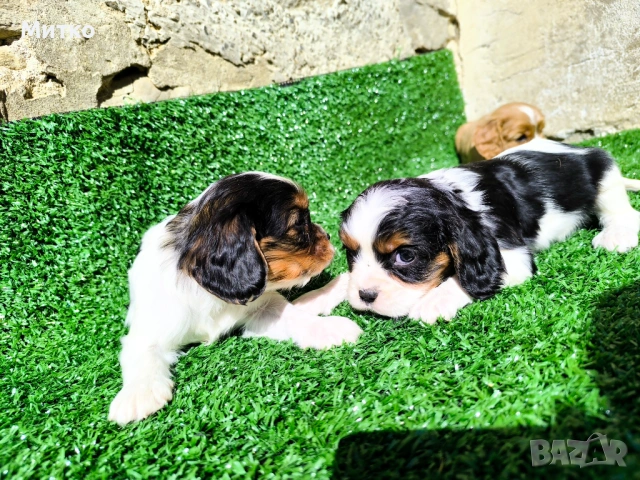 Кавалер Кинг Чарлз шпаньол , снимка 4 - Кавалер кинг чарлз шпаньол - 51169749