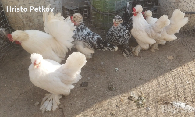 Продавам 1 Петле и 5 Ярки Бреговска Джинка , снимка 2 - Кокошки и пуйки - 53694746