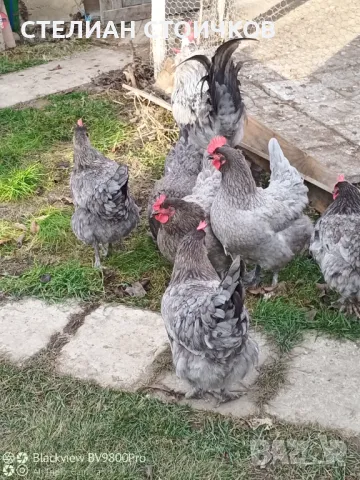   яйца за люпене от син маран, снимка 14 - Кокошки и пуйки - 13512165