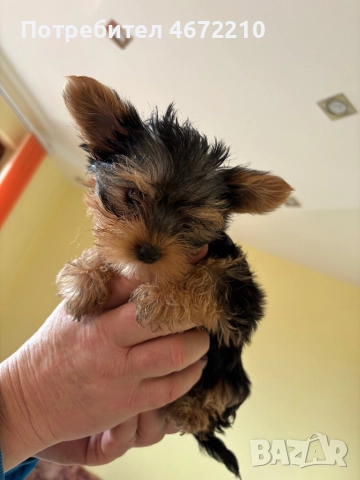  Женски йоркширски териер, снимка 3 - Йоркширски териер - 52696464