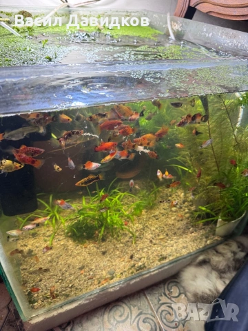 Живородни , Бял папагал и растения , снимка 5 - Рибки - 53453460