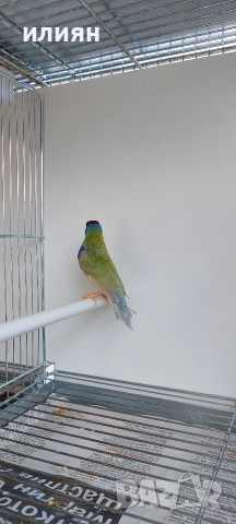 Гулдова амадина, снимка 4 - Амадини - 52964850