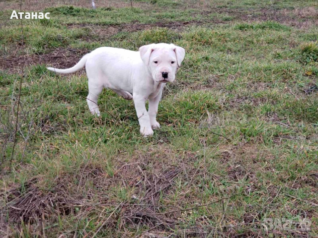 Чистокръвни Дого Аржентино, снимка 4 - Дого аржентино - 53442000