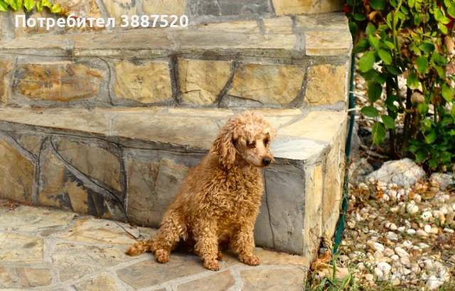 Мини и той пуделчета с родословни родители , снимка 5 - Пудели - 52586544