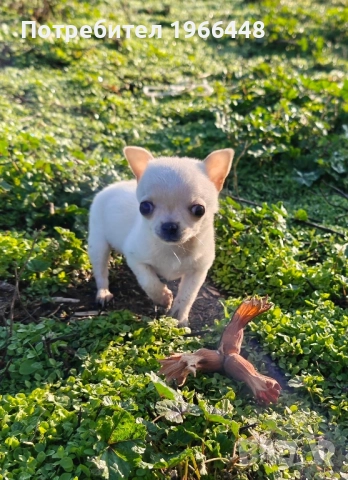 Мини чихуахуа мъжко , снимка 1