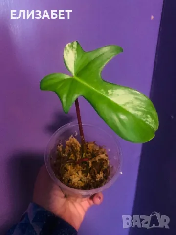 Fhilo, снимка 1