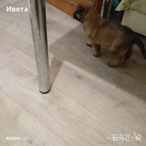 Белгийска овчарка момче, снимка 3 - Белгийска овчарка - 53458717