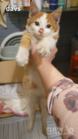 Намерено - Рижаво мъниче спешно търси дом, снимка 11 - Други - 52807638