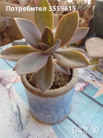красиво екзотично растение от остров Мадейра в ретро керамична саксия, снимка 2 - Стайни растения - 41057999