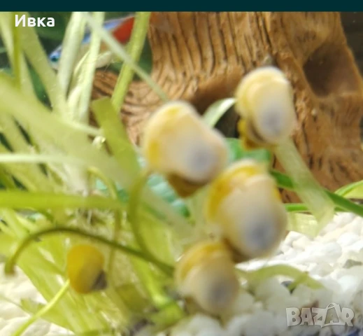 Продавам охлюви Ампулария