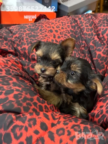 Йоркширски териерчета , снимка 4 - Йоркширски териер - 53375639