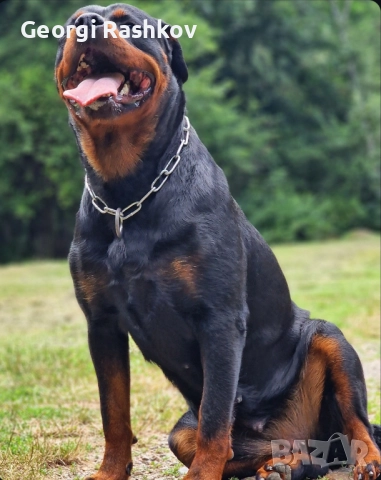 Ротвайлери , снимка 16 - Ротвайлер - 52298947
