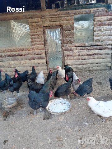 3,00лв - пиленца и разплодни яйца -0,90лв./бр.за люпене, снимка 5 - Кокошки и пуйки - 44184844