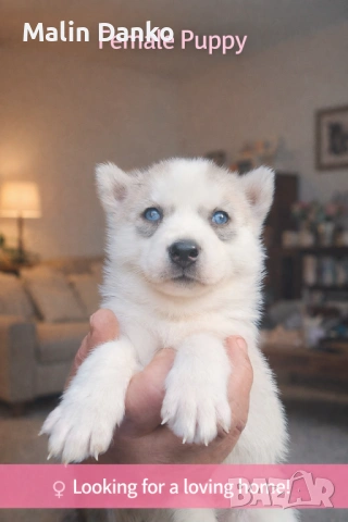  СИБИРСКО ХЪСКИ , снимка 4 - Хъски - 53089054