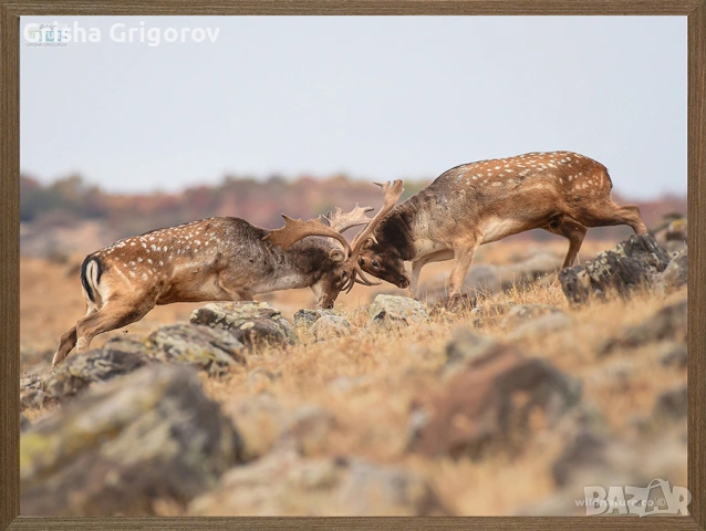 Картина с елени лопатари в битка