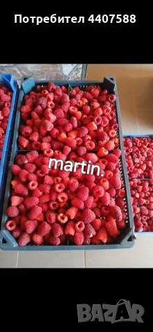 Расзад ягоди и малини , снимка 11 - Разсади - 49392303