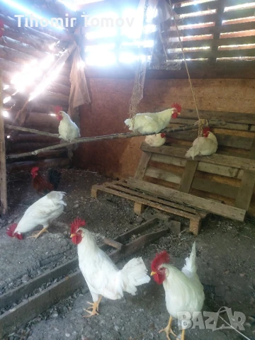 продавам ярки петлета пуйчета , снимка 8 - Кокошки и пуйки - 51065532