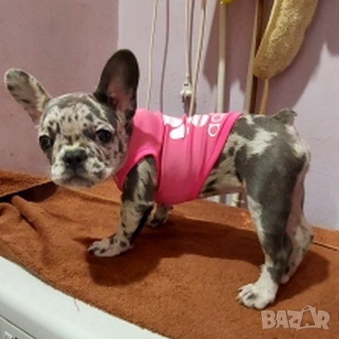 Тениски за кучета и котки. Дрехи за мъжко и женско куче. Блузка за куче. Кучешки дрехи. Адидог , снимка 10 - За кучета - 33081917