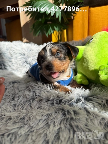 Бийвър йоркширски териер, снимка 5 - Йоркширски териер - 53834267