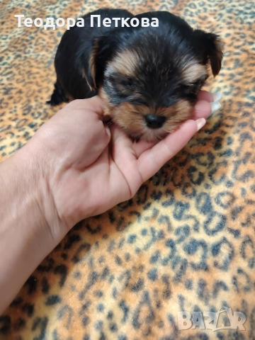 йоркширски териер , снимка 1