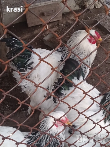 Петли Брама, снимка 4 - Кокошки и пуйки - 53437688