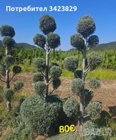 Палми,кипариси,цикас, снимка 4 - Декорация за дома - 56243445