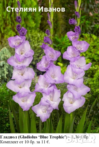 ВИСОКИ ГЛАДИОЛИ - РАЗЛИЧНИ СОРТОВЕ (ГРУДКИ), снимка 2 - Сортови семена и луковици - 53654374