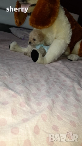 Той пуделчета, снимка 1